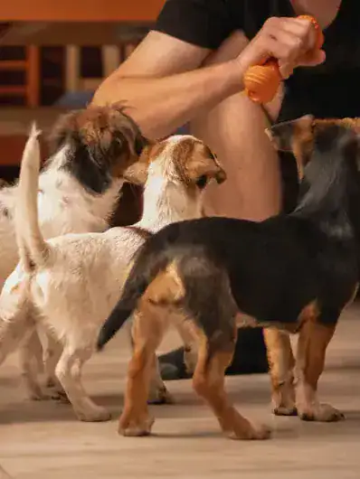 Trois petits chiens en train de jouer avec leur Petsitter Maison Helya