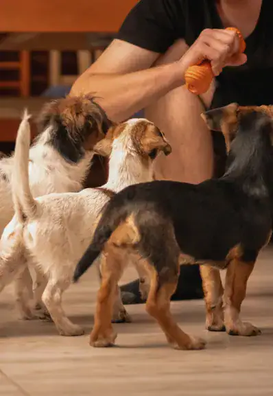 Trois petits chiens en train de jouer avec leur Petsitter Maison Helya