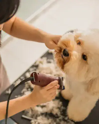 Un chien en pleine séance de toilettage avec un toiletteur pour animaux Maison Helya